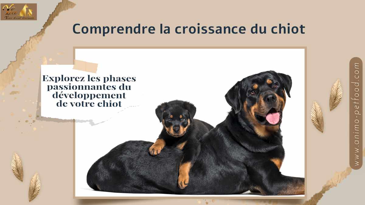 croissance-developpement-du-chiot